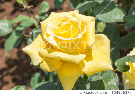 Rose [Variety: Helmut Schmidt] 104536373