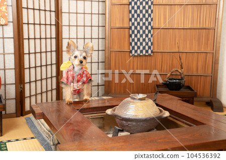 日式房間裡穿著和服的約克夏犬 Tamayo 104536392