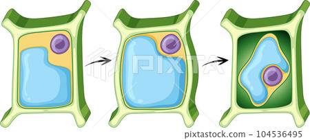 Plant cell anatomy structure Plant cell anatomy structure 104536495