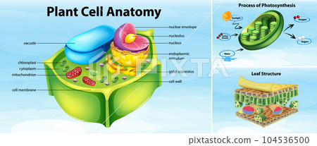Plant cell anatomy structure 104536500