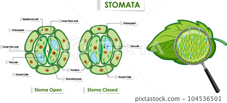 The opening and closing of stomata 104536501