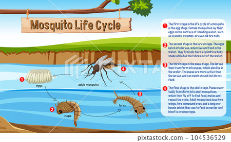 Mosquito Life Cycle Infographic 104536529