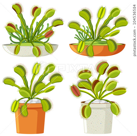 Set of venus flytrap plants isolated 104536584