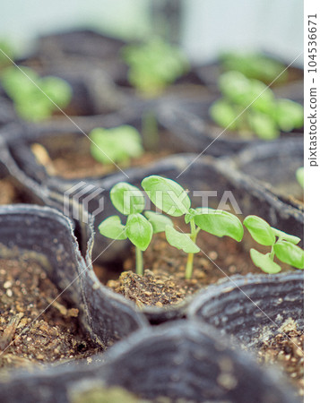 Seedlings of basil farmer raising seedlings Seedlings of basil farmer raising seedlings 104536671