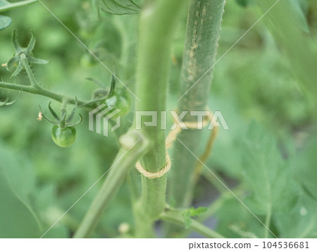 Mini tomato immature Farmer Mini tomato immature Farmer 104536681