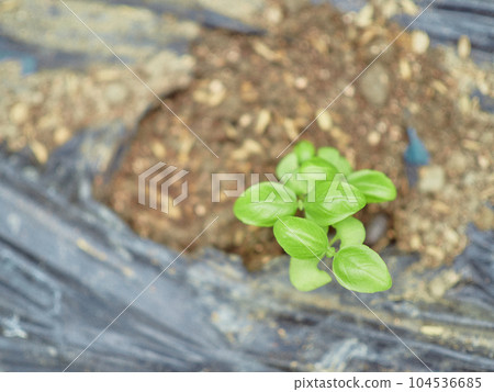 Seedlings of basil farmer raising seedlings Seedlings of basil farmer raising seedlings 104536685