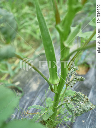 Okra farmer cultivation Okra farmer cultivation 104536692
