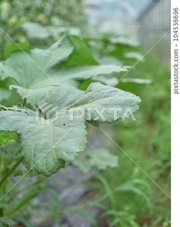 秋葵葉種植農民 秋葵葉種植農民 104536696