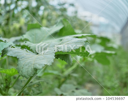 秋葵葉種植農民 秋葵葉種植農民 104536697