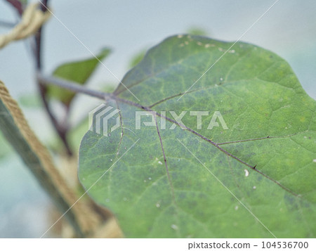 茄子葉茄農 茄子葉茄農 104536700