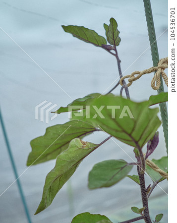 Eggplant leaves eggplant farmer Eggplant leaves eggplant farmer 104536701