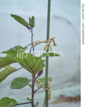 Eggplant leaves eggplant farmer Eggplant leaves eggplant farmer 104536702