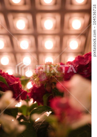 Red hydrangea illuminated by night city lights 104536718
