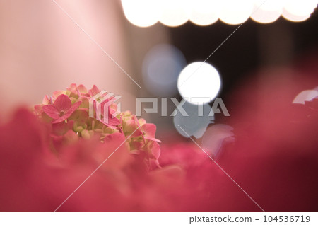 Bokeh of hydrangea and lights in the city 104536719