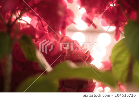 Hydrangea in downtown lights at night 104536720