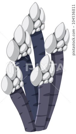 Barnacles isolated rocky shore animal Barnacles isolated rocky shore animal 104536811