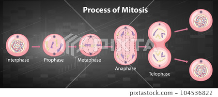Process of mitosis phases with explanations Process of mitosis phases with explanations 104536822