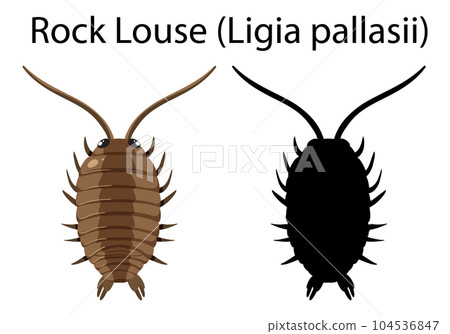 Rock Louse isolated rocky shore animal 104536847