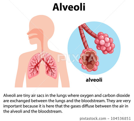 Alveoli tiny sacs in lungs with explanation 104536851