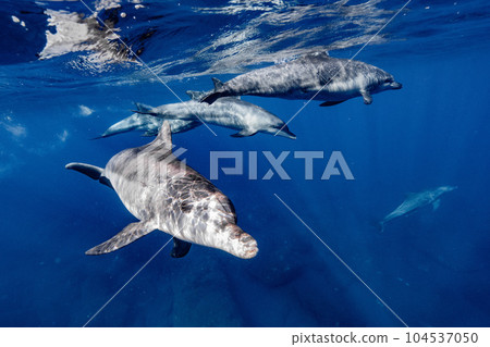 友善的寬吻海豚 104537050