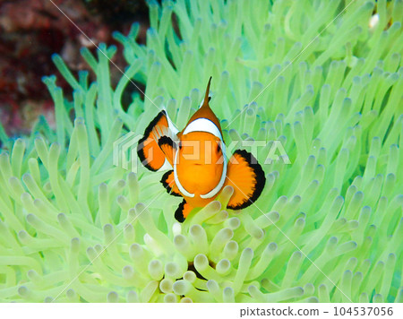 躲在海葵裡的小丑魚 104537056