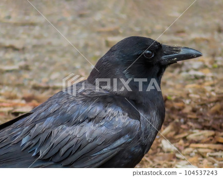 A close up to an American Crow raven A close up to an American Crow raven 104537243