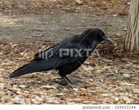 An American Crow raven. A large passerine bird species of the family Corvidae. 104537244