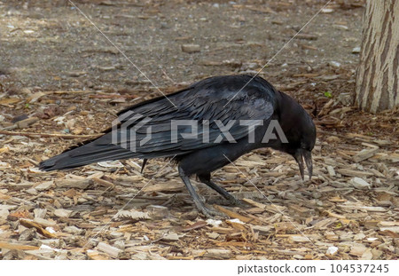 A close up to an American Crow raven looking for something to eat. 104537245