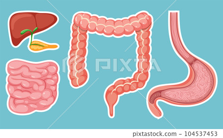 Human medical digestive system Human medical digestive system 104537453
