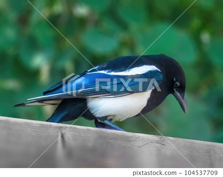 A magpie bird or Pica. A genus of seven species of birds in the family Corvidae in both the New World and the Old. Pica have long tails and have predominantly black and white markings. A magpie bird or Pica. A genus of seven species of birds in the family Corvidae in both the New World and the Old. Pica have long tails and have predominantly black and white markings. 104537709