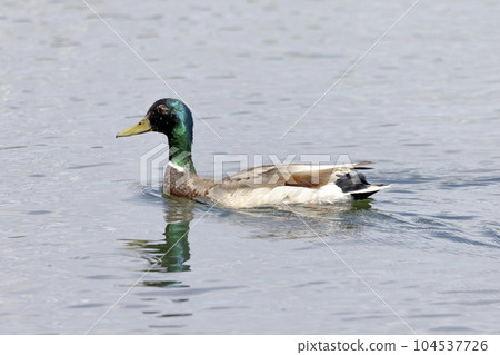 A mallard duck bird on a lake A mallard duck bird on a lake 104537726
