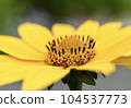 Hime sunflower 104537773