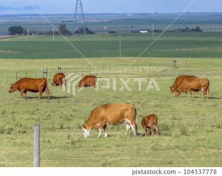 Several farm cattle cows eating grass in a farm some where in a rural area in Alberta, Canada. Several farm cattle cows eating grass in a farm some where in a rural area in Alberta, Canada. 104537778