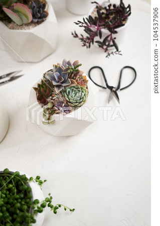 Echeveria Succulent house plant in a pot and other potted house plants on a table 104537906