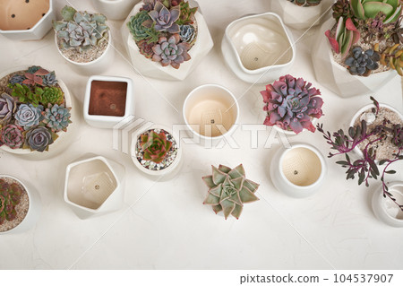 Echeveria Succulent house plant in a pot and other potted house plants on a table 104537907