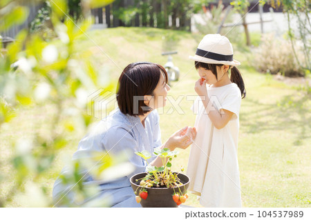 父母和孩子種植草莓的肖像 104537989