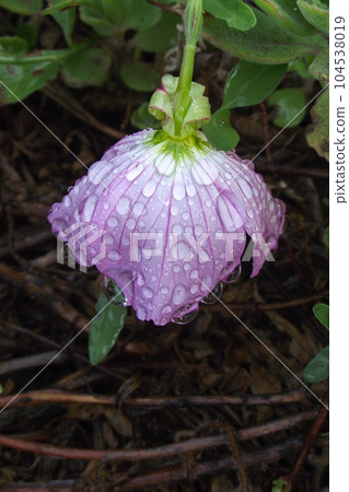 Purple flower petals with water drops on it. Purple flower petals with water drops on it. 104538019