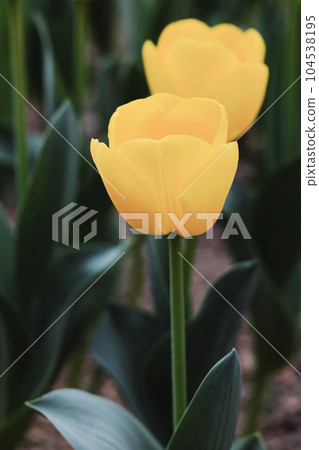 黃色鬱金香 104538195