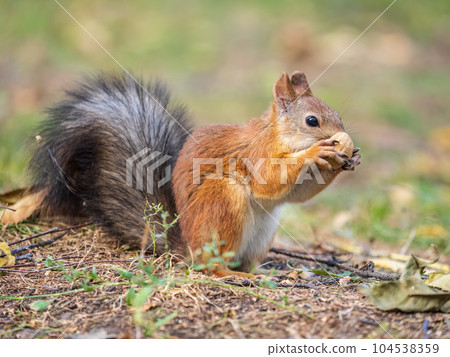 Autumn squirrel with nut sits on green grass with fallen yellow leaves Autumn squirrel with nut sits on green grass with fallen yellow leaves 104538359