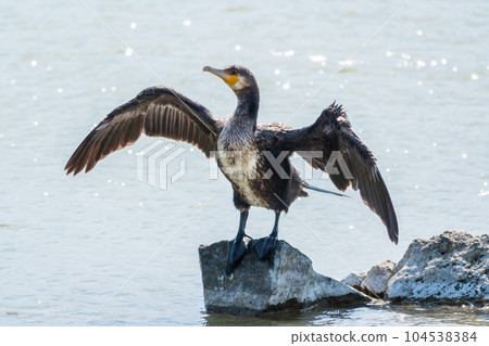 Great cormorant, Phalacrocorax carbo, sits on stone and dries its wings on the wind. 104538384