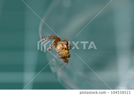 蠅虎 蠅虎 104538521