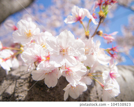 Cherry Tree Soy Yoshino 104538923