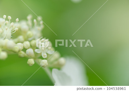 白色繡球花 104538961