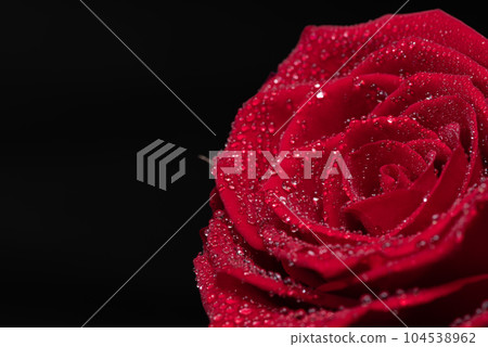 Wet red rose 104538962