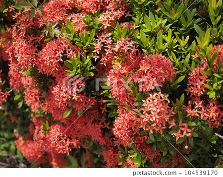 Santanka in full bloom 104539170