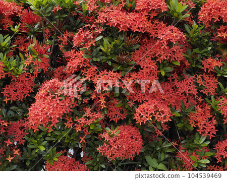 Santanka in full bloom Santanka in full bloom 104539469