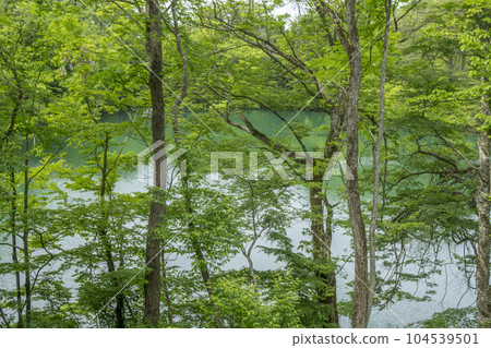quiet lakeside in nature 104539501