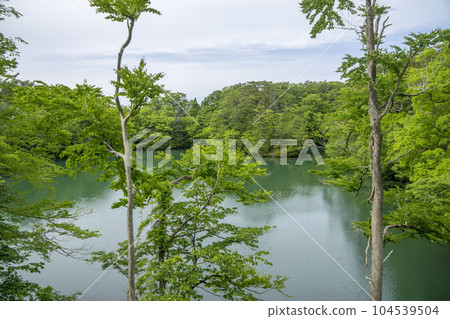 Calm lake and fresh green forest 104539504