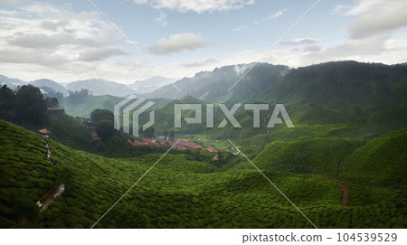 Panorama view of the tea plantation in the Cameron Highlands in Malaysia Panorama view of the tea plantation in the Cameron Highlands in Malaysia 104539529