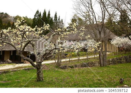 Tono Furusato Village in Spring 104539712